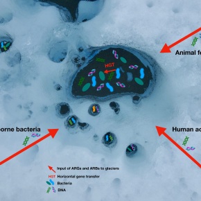 Antibiotic resistance genes stored on glaciers (Geny oporności na antybiotyki przechowywane na lodowcach)